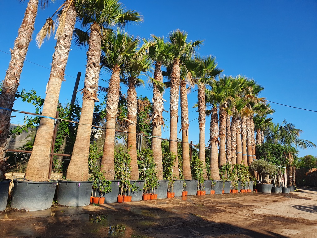 Washingtonia filifera   palmiye ağacı
